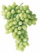 Thompson Seedless